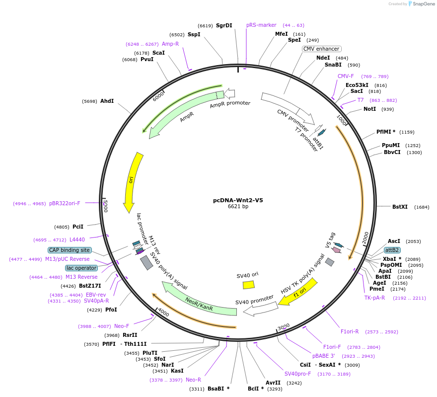 35925-plasmid-map-sequence-id-44191