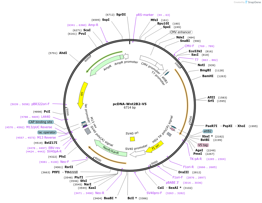 35926-plasmid-map-sequence-id-44192