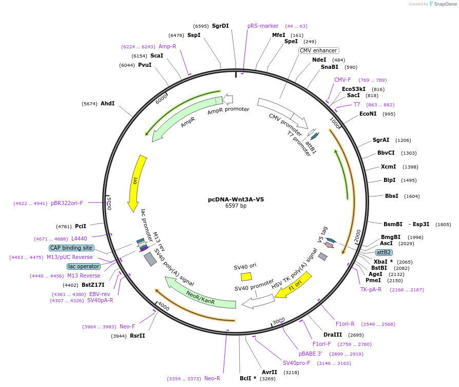 35927-plasmid-map-sequence-id-44193