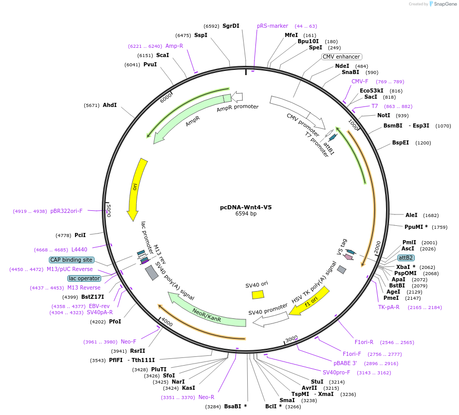 35929-plasmid-map-sequence-id-44195