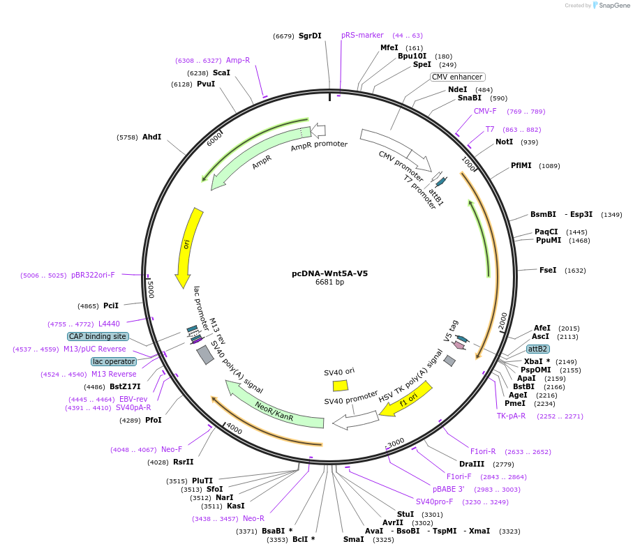 35930-plasmid-map-sequence-id-44196