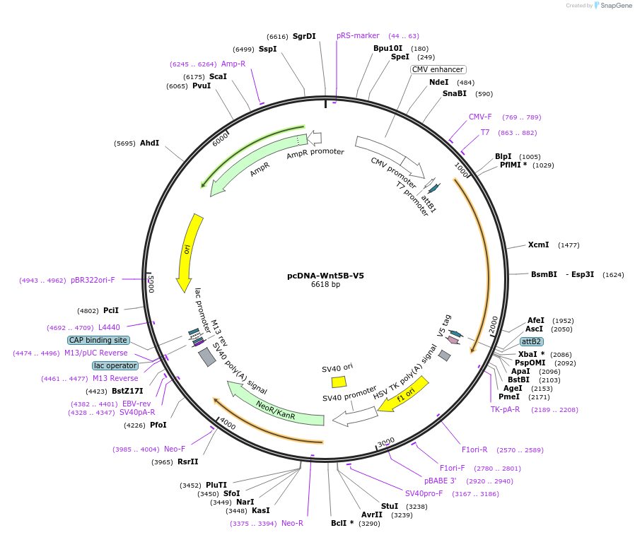 35931-plasmid-map-sequence-id-44197