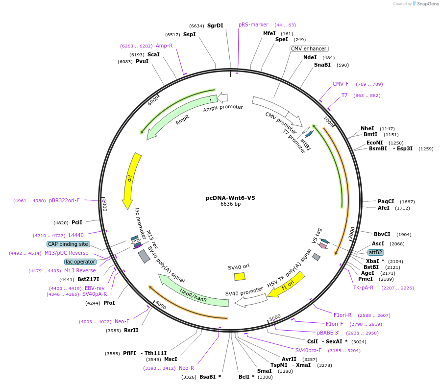 35932-plasmid-map-sequence-id-44198