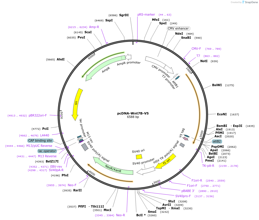 35934-plasmid-map-sequence-id-44200