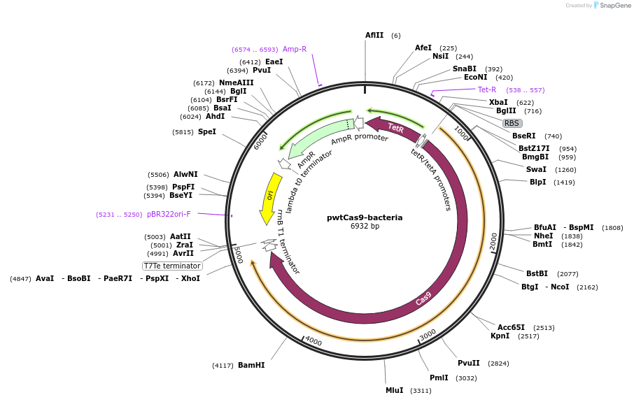 44250-plasmid-map-sequence-id-442040