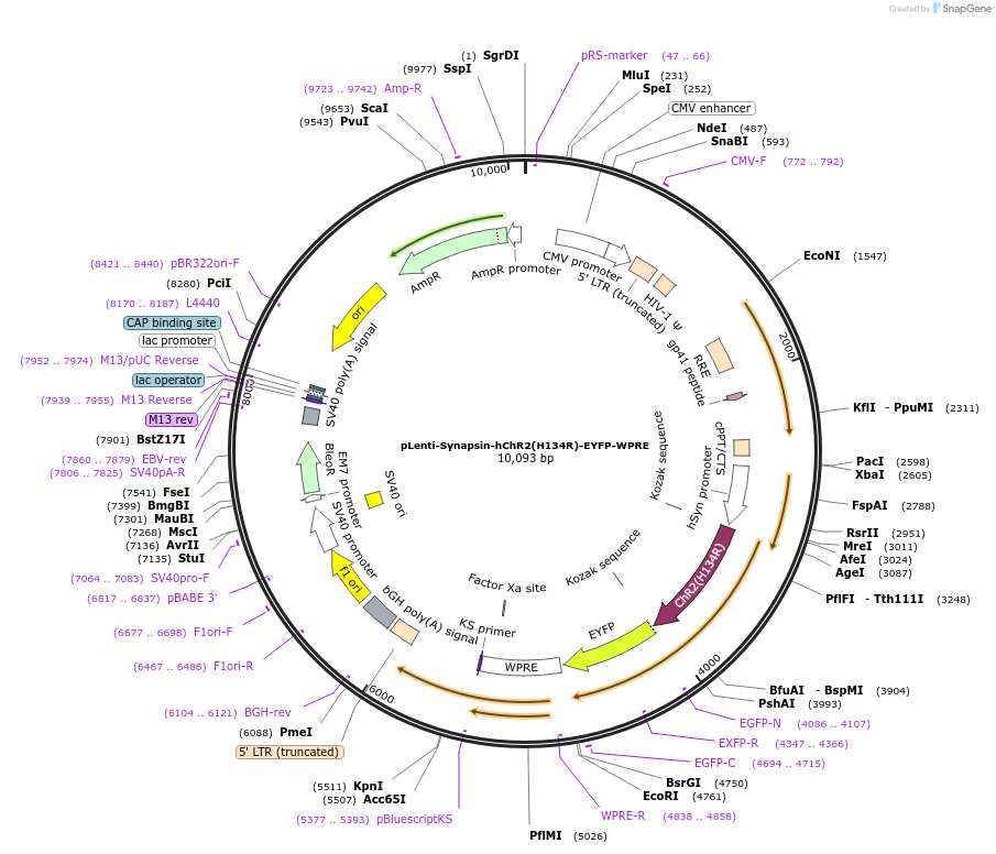 20945-plasmid-map-sequence-id-442041