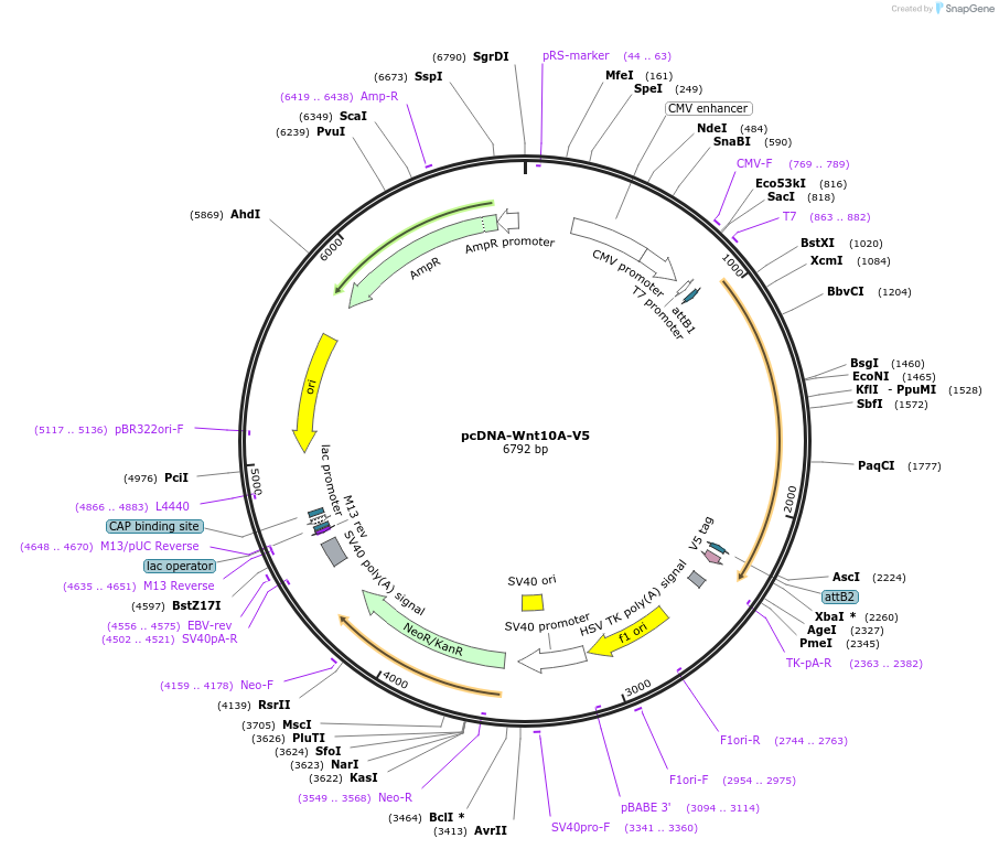 35939-plasmid-map-sequence-id-44205
