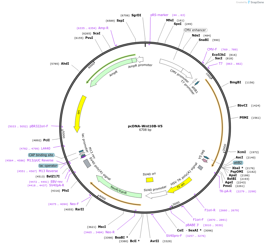 35940-plasmid-map-sequence-id-44206