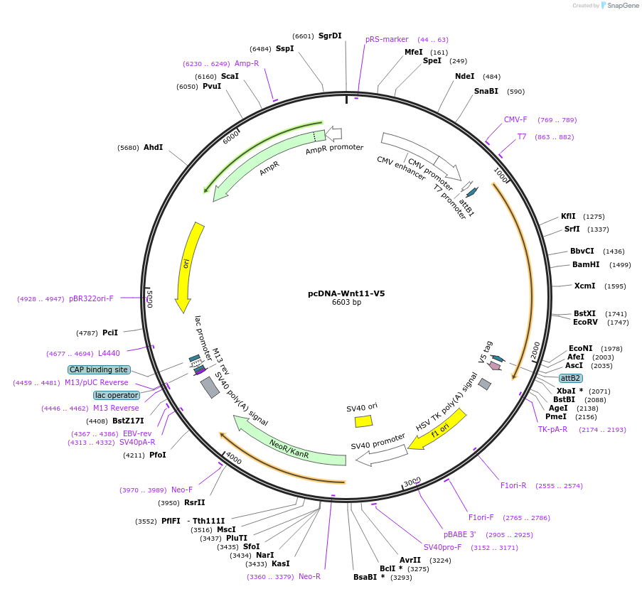 35941-plasmid-map-sequence-id-44207