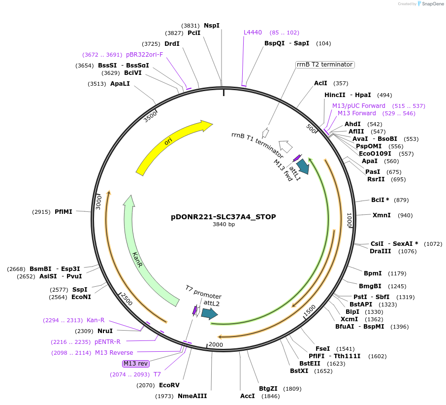 161080-plasmid-map-sequence-id-442073