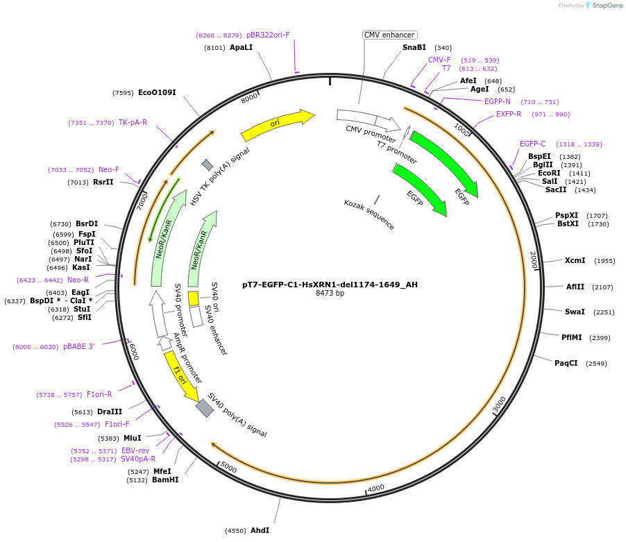 148904-plasmid-map-sequence-id-442078