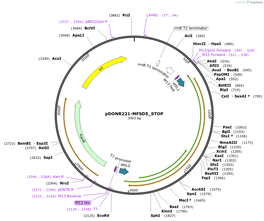 161107-plasmid-map-sequence-id-442087