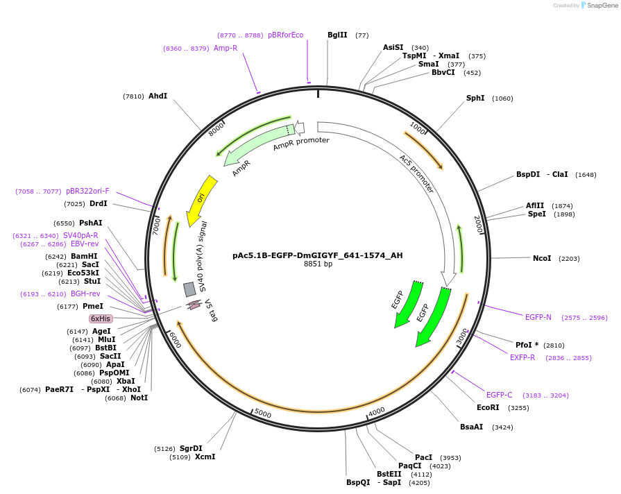 148920-plasmid-map-sequence-id-442088