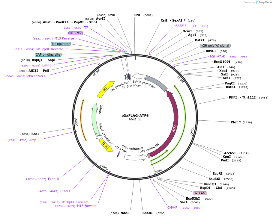 11975-plasmid-map-sequence-id-442102