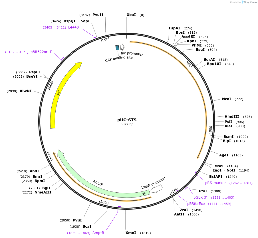 35949-plasmid-map-sequence-id-44214