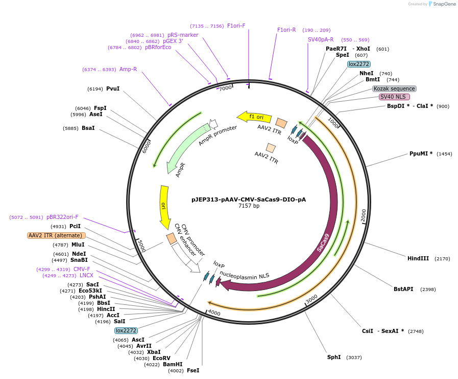 113690-plasmid-map-sequence-id-442143