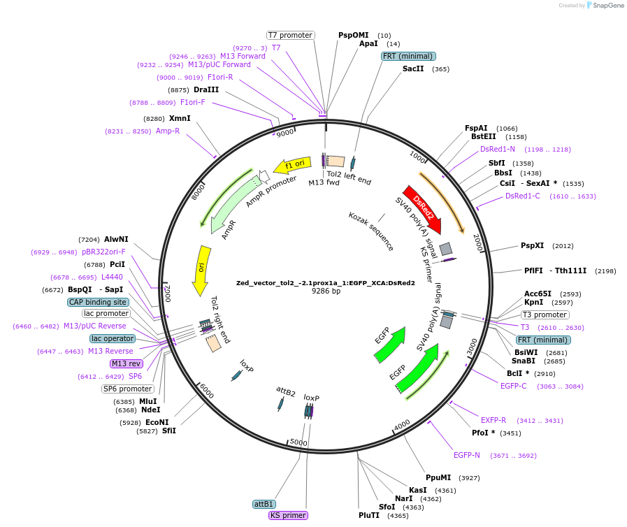 218205-plasmid-map-sequence-id-442144