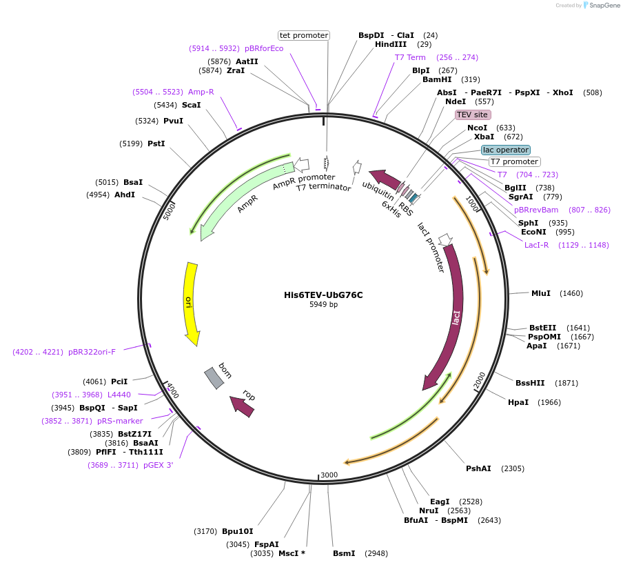 75299-plasmid-map-sequence-id-442175