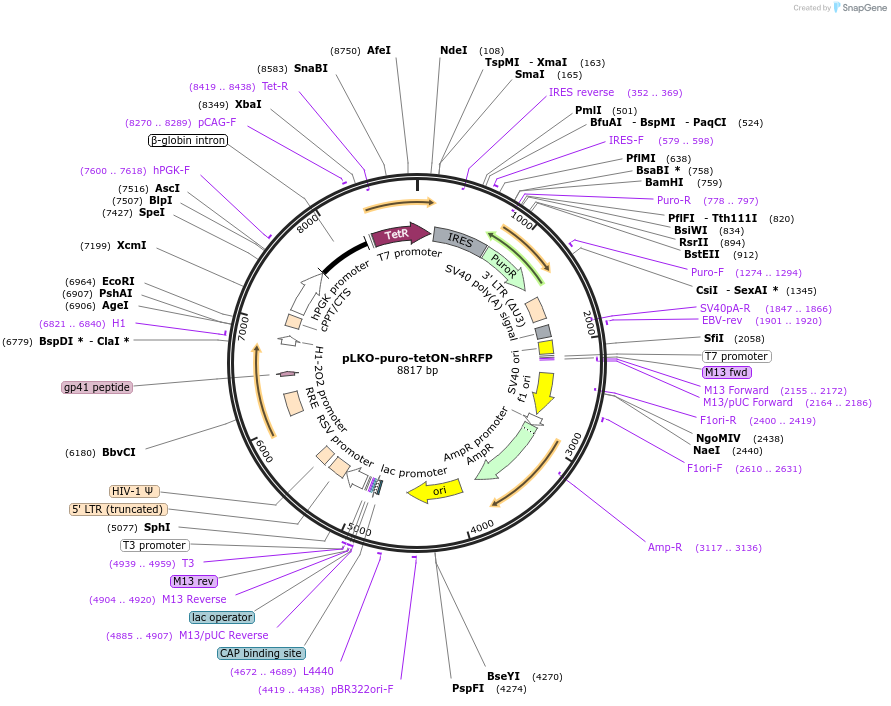 110940-plasmid-map-sequence-id-442176