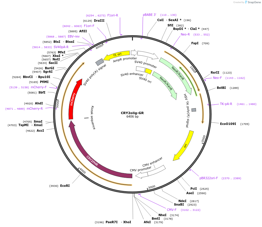 218919-plasmid-map-sequence-id-442209
