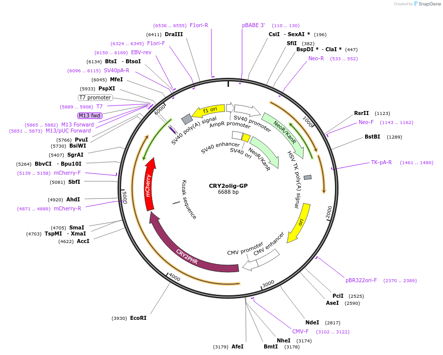 218918-plasmid-map-sequence-id-442210