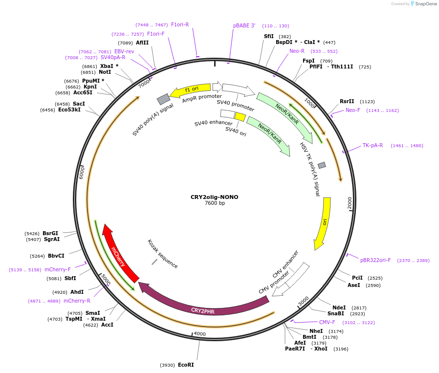 218922-plasmid-map-sequence-id-442216