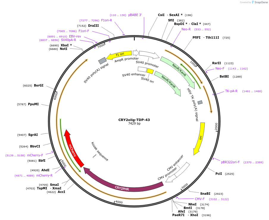 218920-plasmid-map-sequence-id-442217