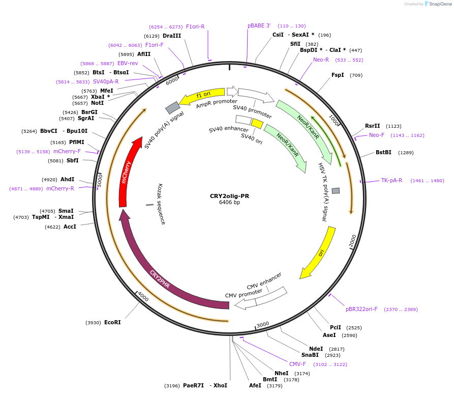 218917-plasmid-map-sequence-id-442219