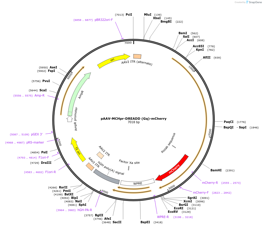 221036-plasmid-map-sequence-id-442270