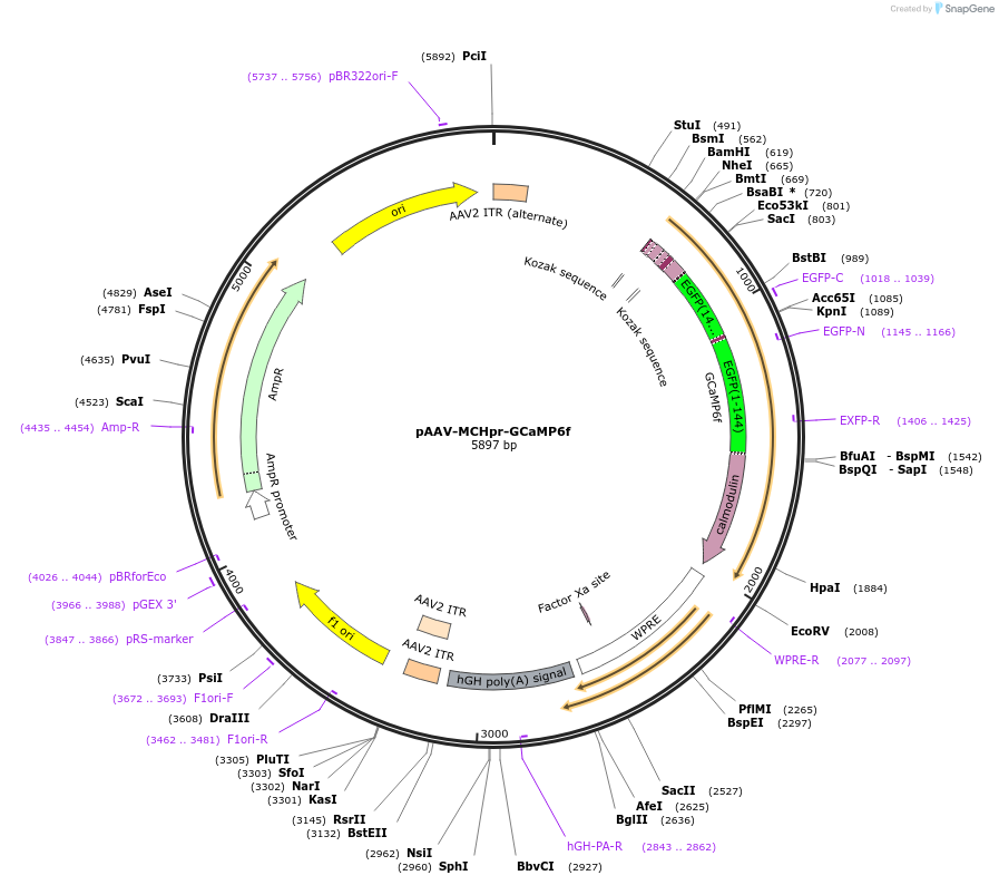 221039-plasmid-map-sequence-id-442271