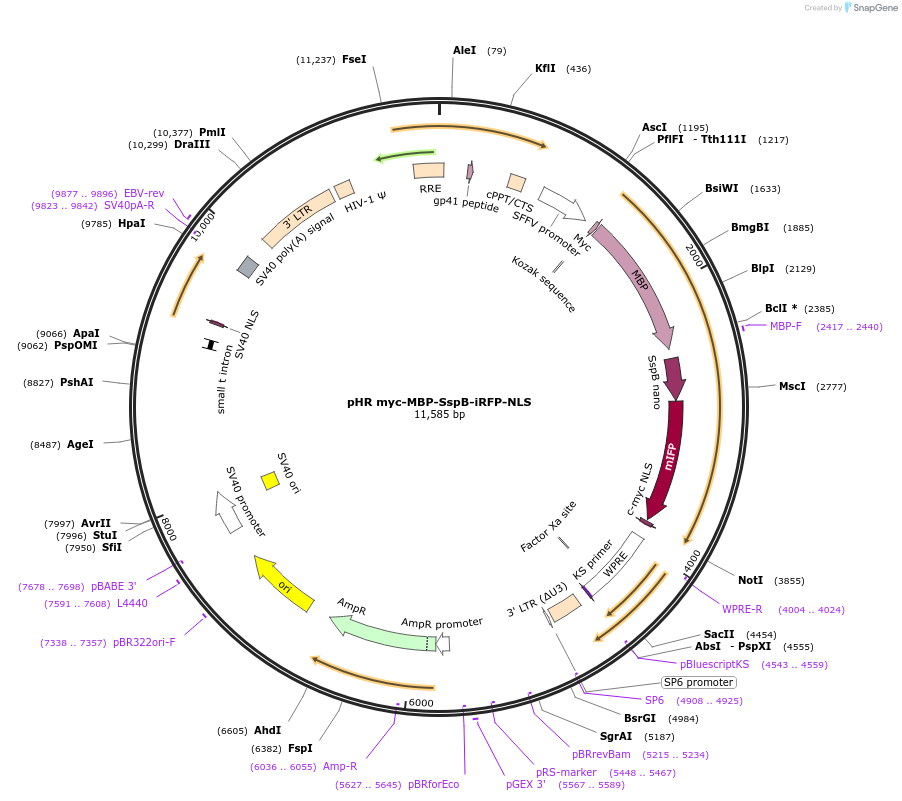 223286-plasmid-map-sequence-id-442283