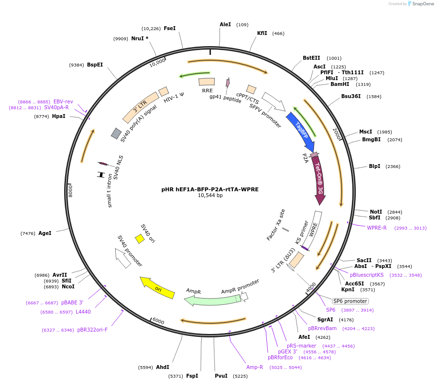 223288-plasmid-map-sequence-id-442292