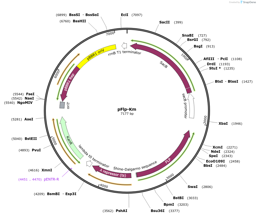 222334-plasmid-map-sequence-id-442294