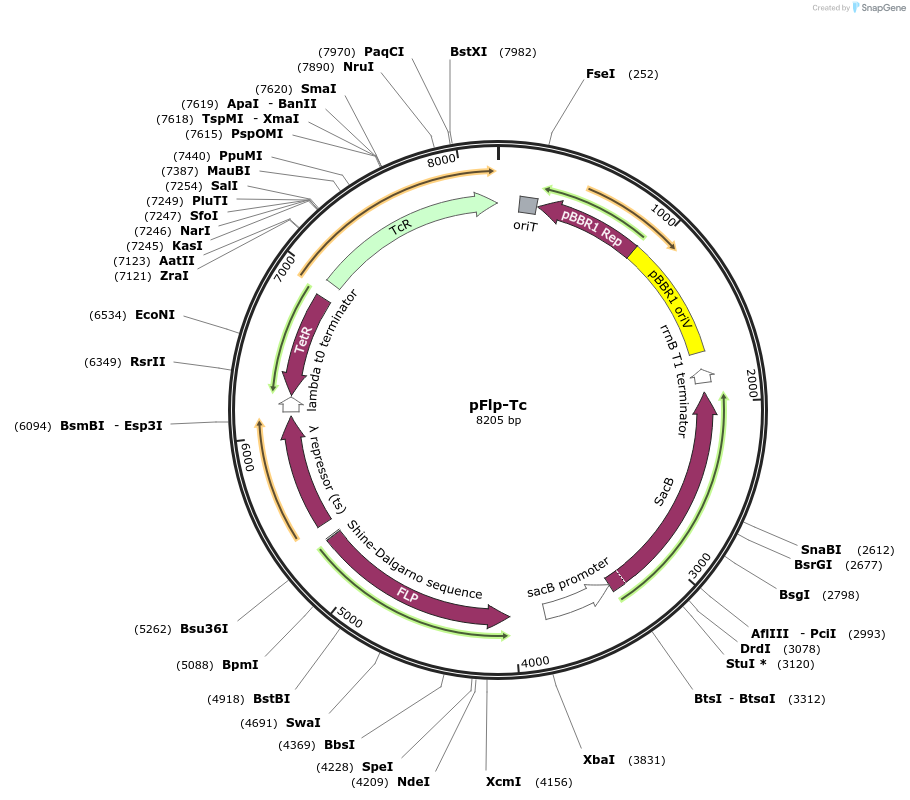 222336-plasmid-map-sequence-id-442295
