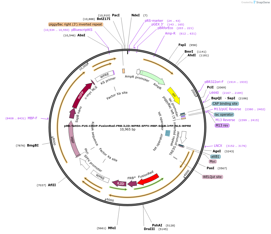 223287-plasmid-map-sequence-id-442312