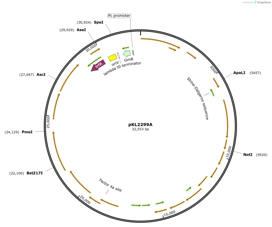 222105-plasmid-map-sequence-id-442317