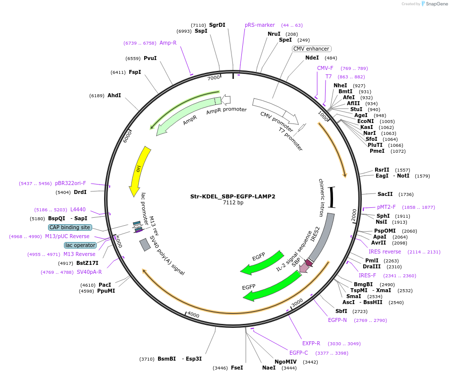 222321-plasmid-map-sequence-id-442325