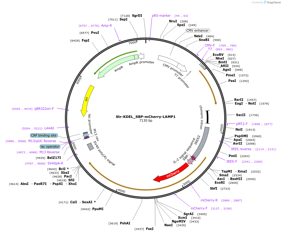 222318-plasmid-map-sequence-id-442327
