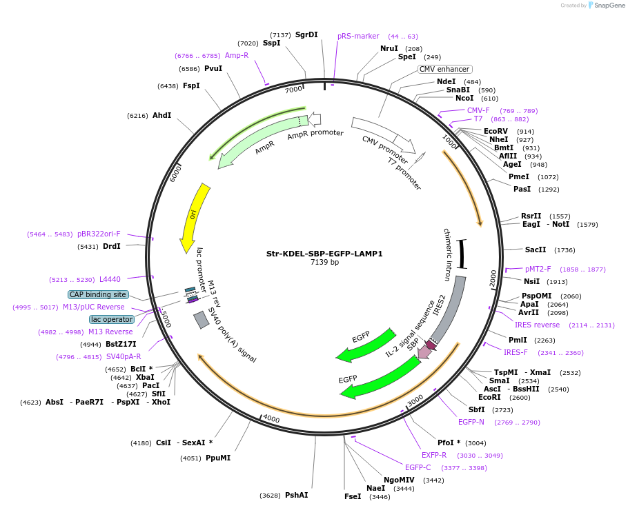 222317-plasmid-map-sequence-id-442328
