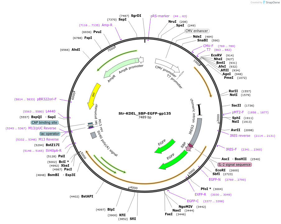 222306-plasmid-map-sequence-id-442330