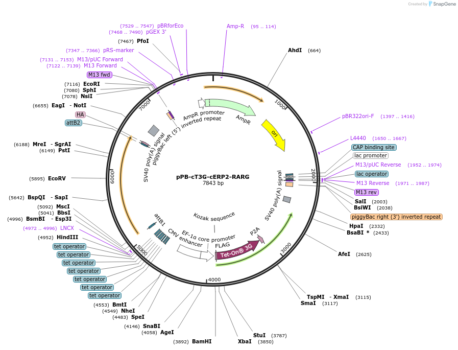 222570-plasmid-map-sequence-id-442402