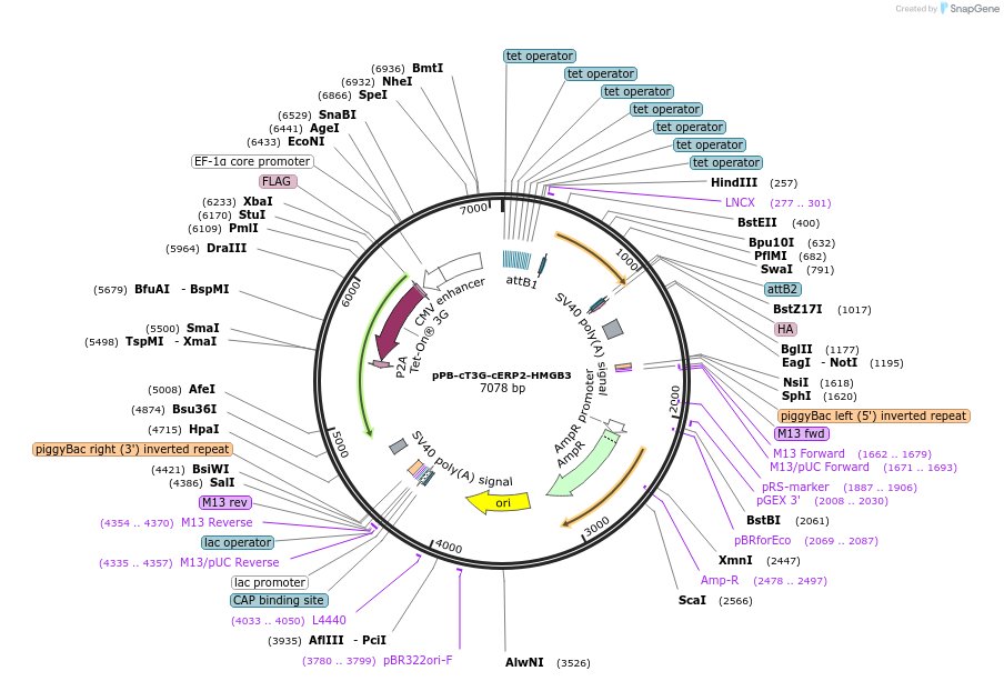222540-plasmid-map-sequence-id-442405