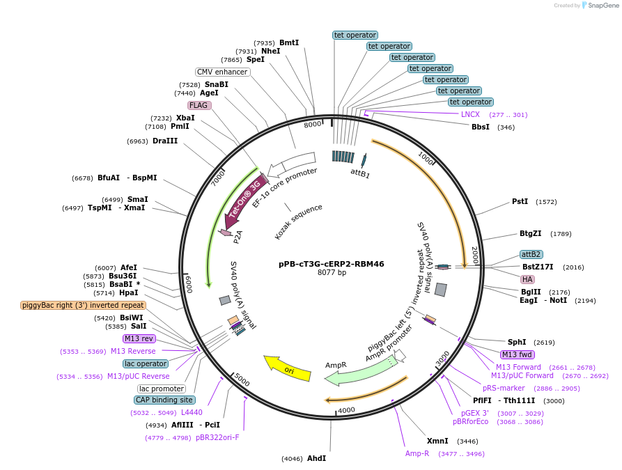 222544-plasmid-map-sequence-id-442407
