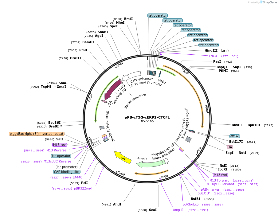 222546-plasmid-map-sequence-id-442454