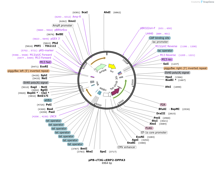 222578-plasmid-map-sequence-id-442456