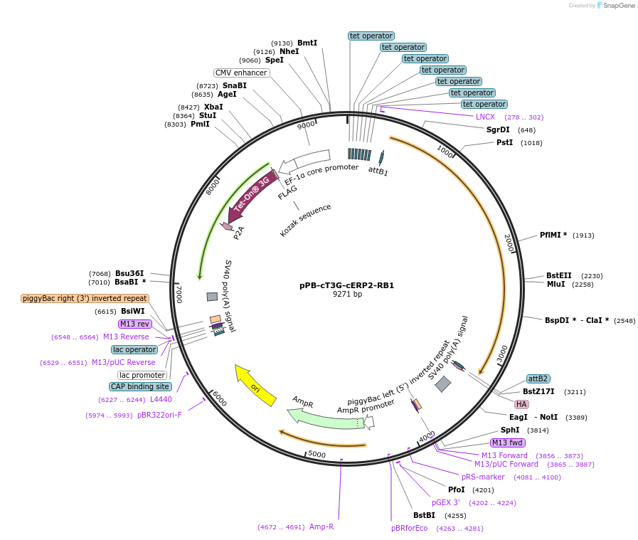 222550-plasmid-map-sequence-id-442466