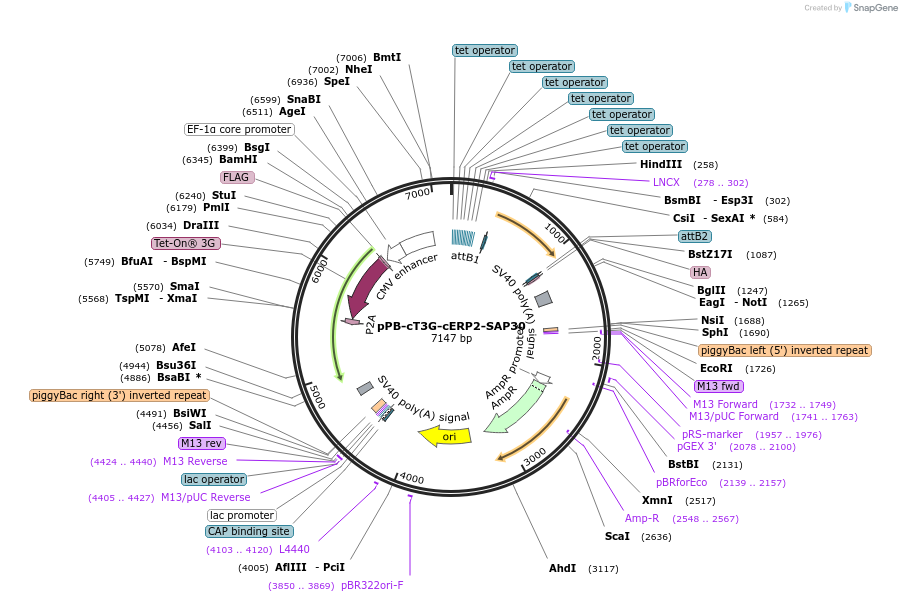 222552-plasmid-map-sequence-id-442467