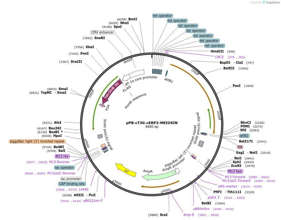 222551-plasmid-map-sequence-id-442469