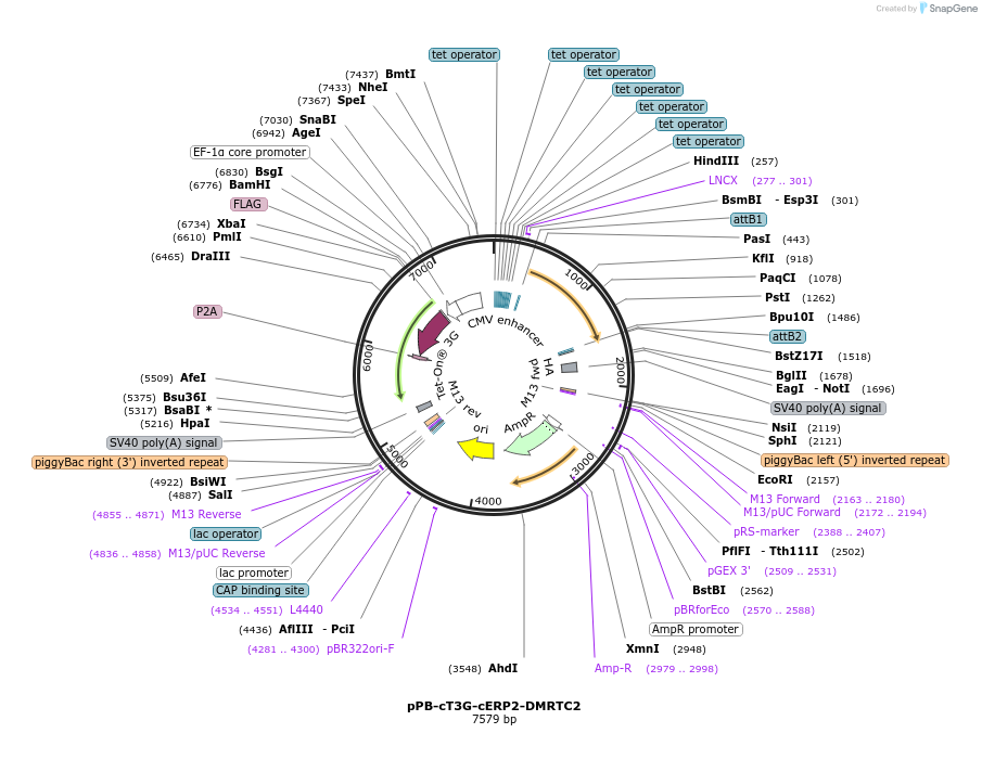222548-plasmid-map-sequence-id-442470