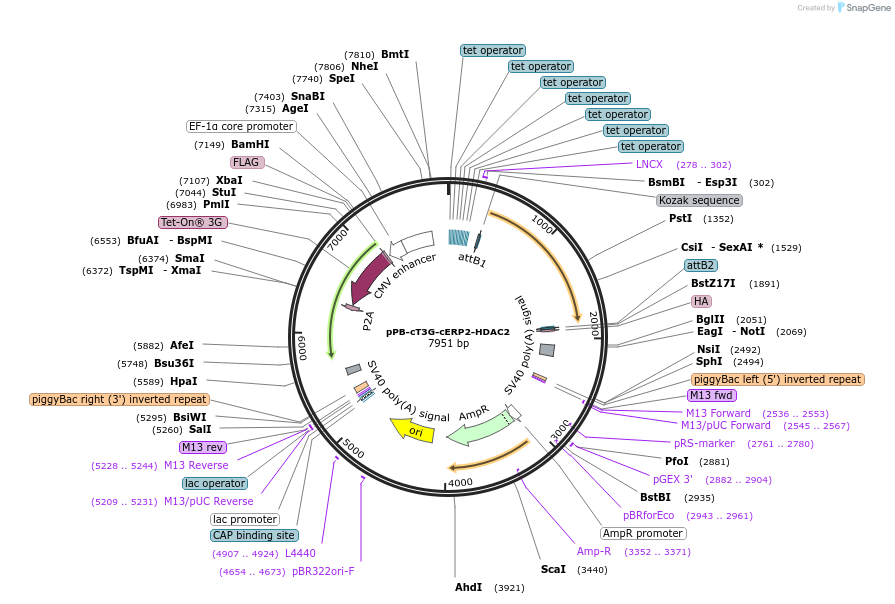 222553-plasmid-map-sequence-id-442471